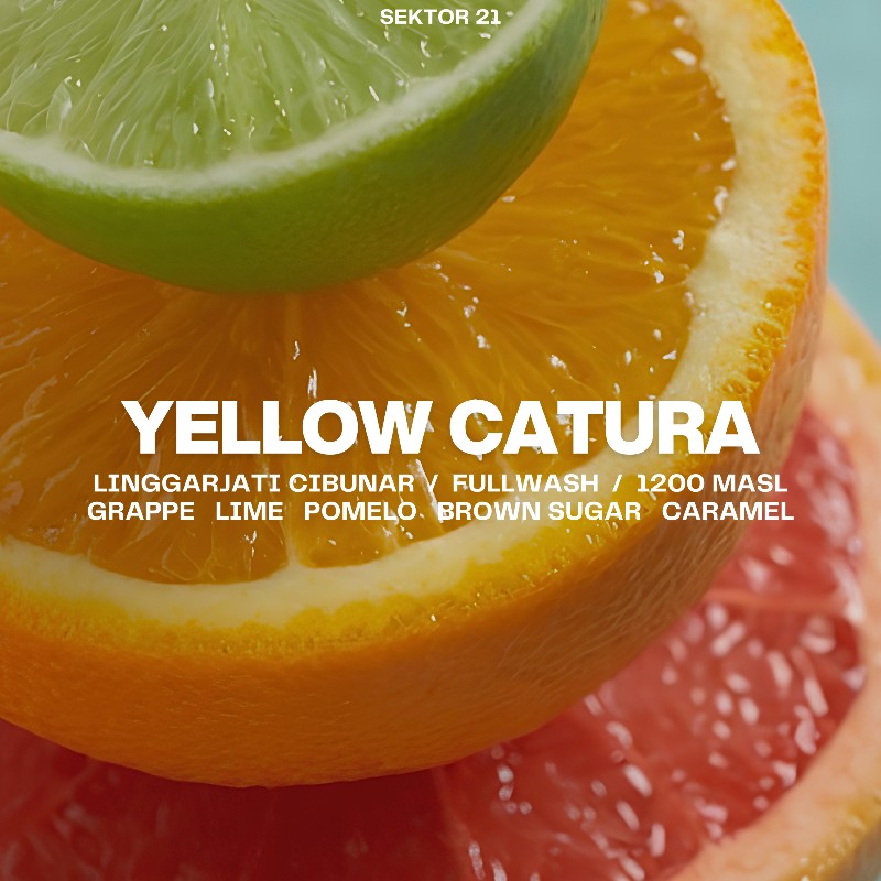 yellow caturra